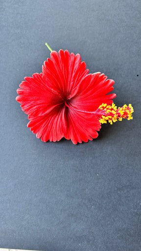 hibiscus with stem