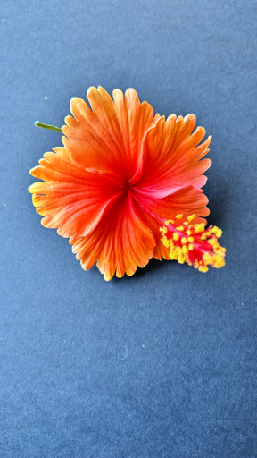 hibiscus with stem