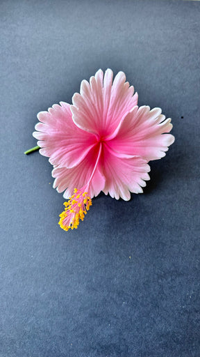 hibiscus with stem