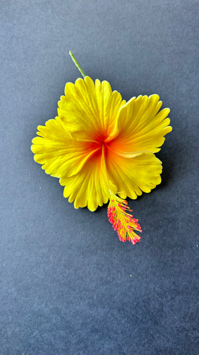 hibiscus with stem