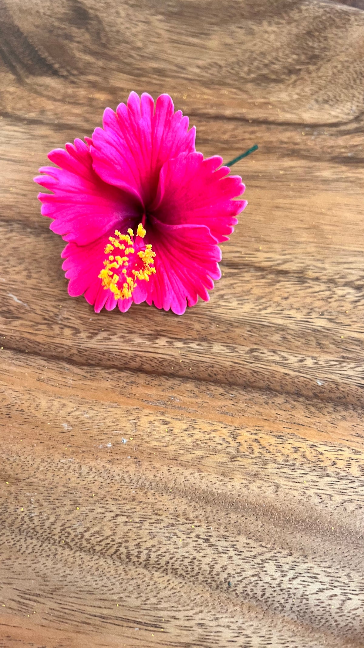 hibiscus with stem