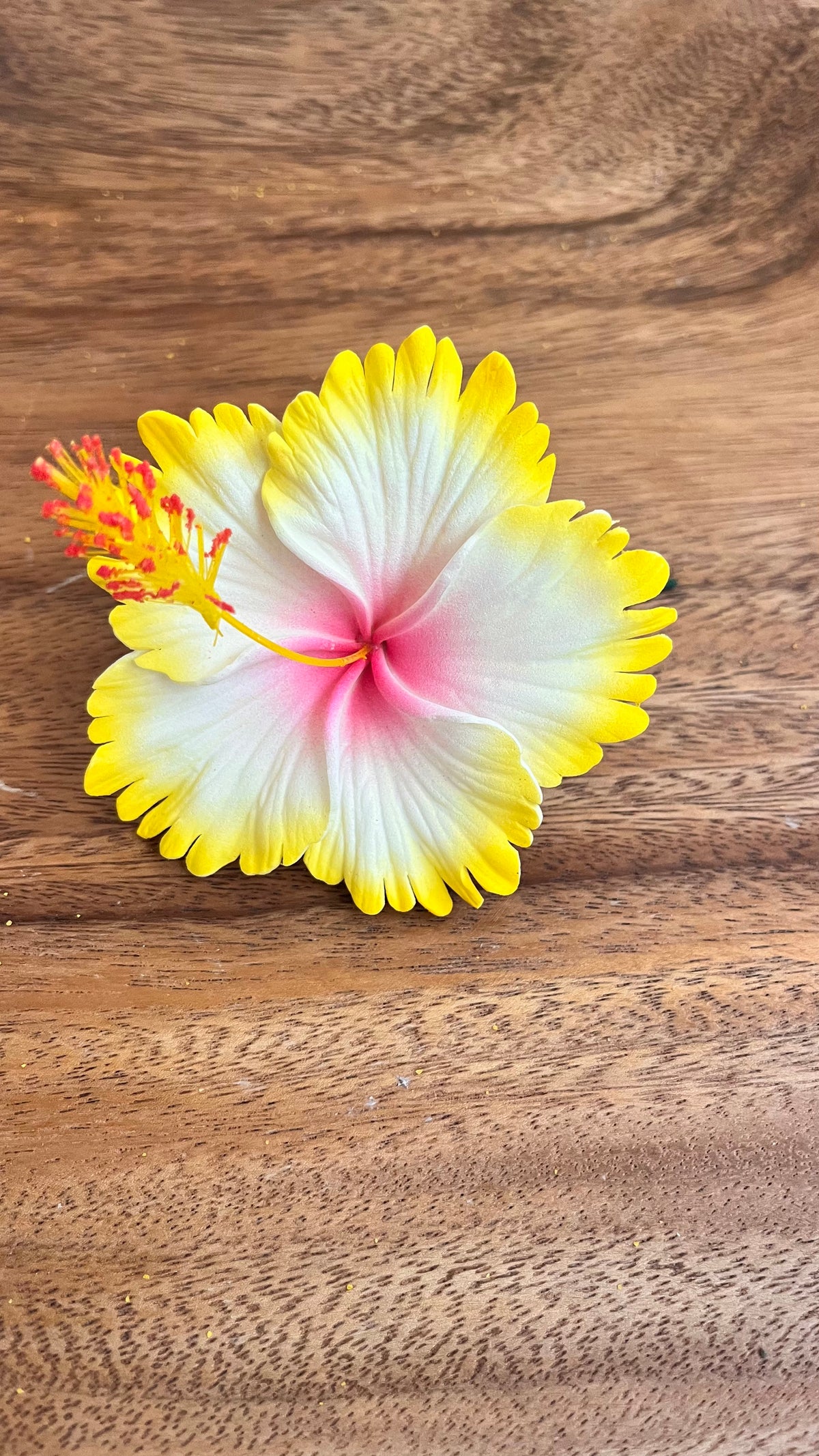 hibiscus with stem